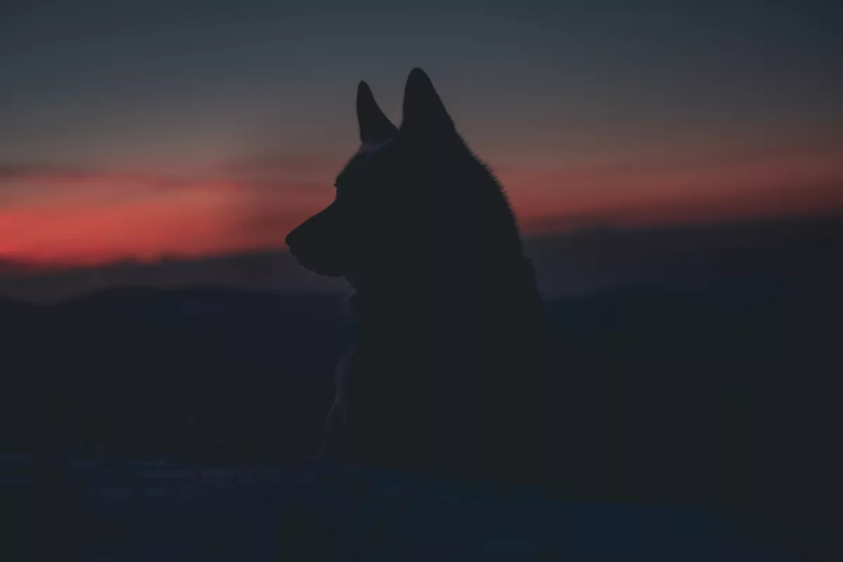 CEO Blog April 23: Feeding The Wolf